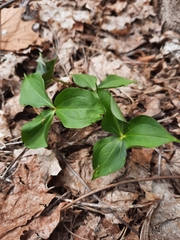 Trillium erectum