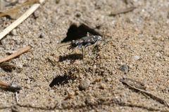 Cicindela oregona oregona
