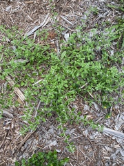 Lithospermum matamorense