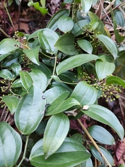 Smilax lanceifolia opaca