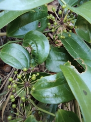 Smilax lanceifolia opaca