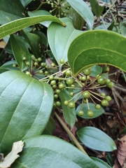 Smilax lanceifolia opaca