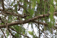 Aegithalos fuliginosus