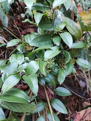 Smilax lanceifolia opaca