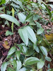 Smilax lanceifolia opaca