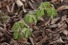 Anemonoides raddeana