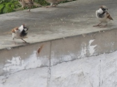 Passer domesticus