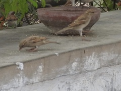 Passer domesticus