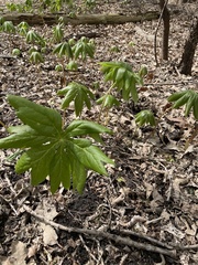 Podophyllum