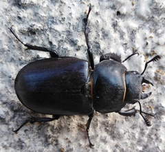 Lucanus cervus