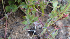 Pelargonium patulum