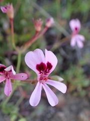 Pelargonium patulum