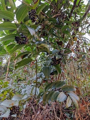 Smilax lanceifolia opaca