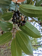 Smilax lanceifolia opaca