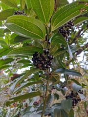 Smilax lanceifolia opaca