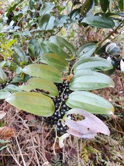 Smilax lanceifolia opaca