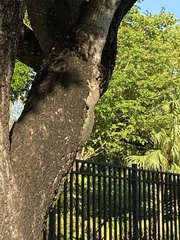 Sciurus carolinensis