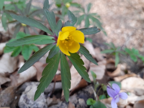 veternica iskerníkovitá (Anemonoides ranunculoides)
