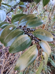 Smilax lanceifolia opaca