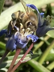 Apis mellifera
