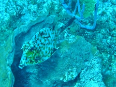 Acanthostracion polygonium