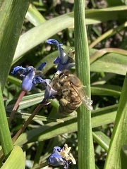 Apis mellifera