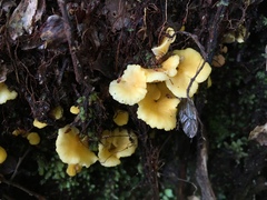 Cantharellus wellingtonensis image