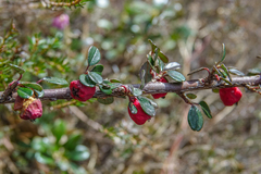 Cotoneaster microphyllus
