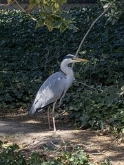 Ardea cinerea