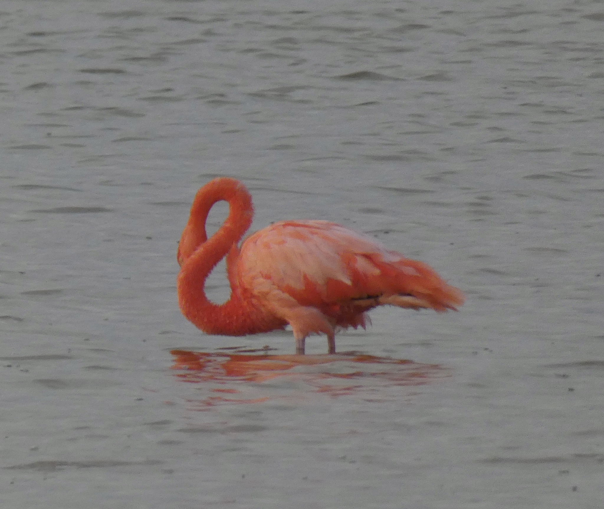 American Flamingo