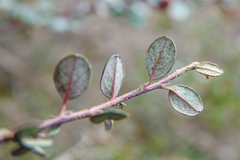 Cotoneaster microphyllus