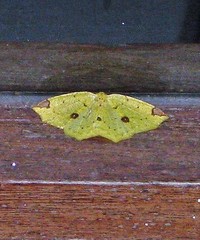 Periclina