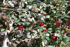 Cotoneaster microphyllus