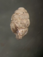 Vertigo rugosula