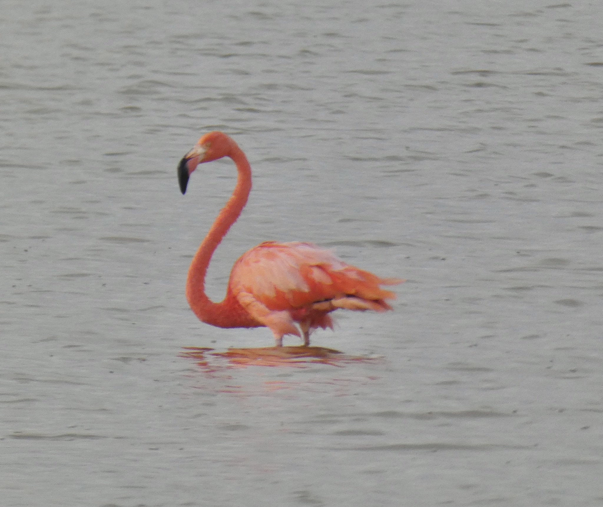 American Flamingo