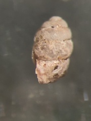 Vertigo rugosula