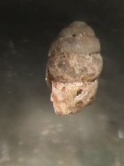 Vertigo rugosula