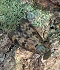Rhagio punctipennis