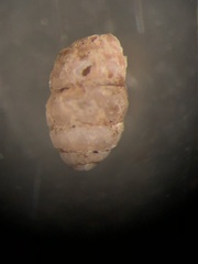 Vertigo rugosula