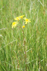 Packera pseudaurea