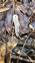 Bipalium pennsylvanicum