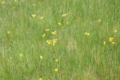 Packera pseudaurea