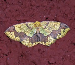 Periclina