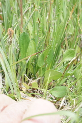 Packera pseudaurea