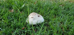 Chlorophyllum molybdites