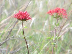 Pentas