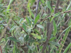 Pentas