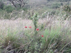 Pentas