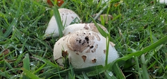 Chlorophyllum molybdites