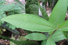 Miconia trinervia